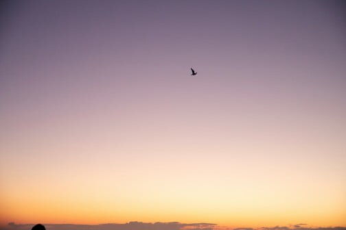 サステナブルこそがクリエイティブ。夕日の背景に黒い鳥シルエット - ヒョンデモビリティジャパン ライフスタイル