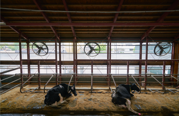 牧場のゆったり寝そべる牛たち - ヒョンデモビリティジャパン ライフスタイル