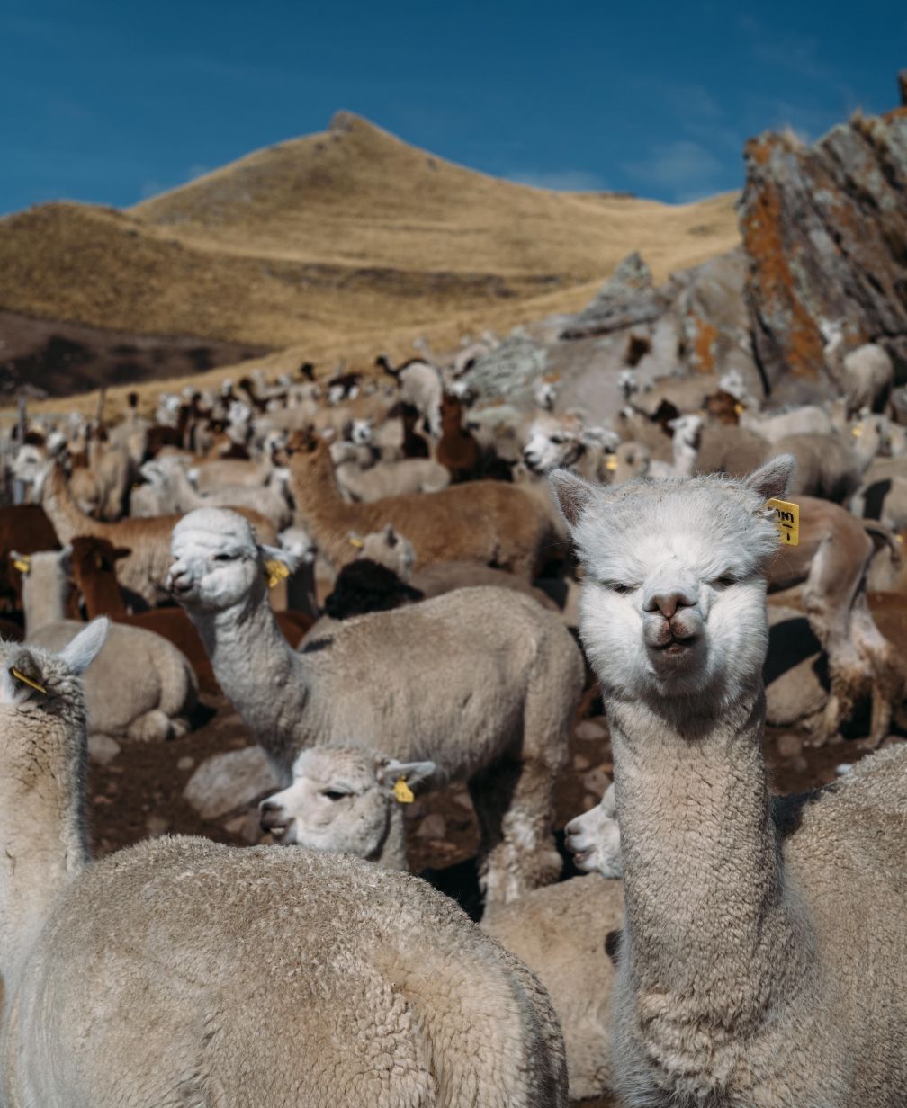 景⾊やストーリーを込めた服を届けたい 持続可能な天然素材羊の毛 - ヒョンデモビリティジャパン ライフスタイル